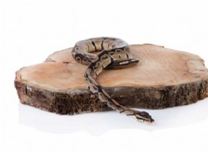 Je chov jedovatých hadů opravdu bezpečný?