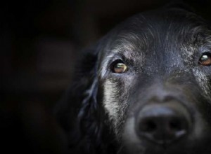 Como lidar com problemas de comportamento em cães idosos