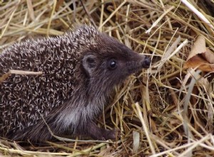 3 animais de estimação exóticos – gambá, tarântula, ouriço