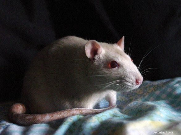 Maken witte ratten goede huisdieren?
