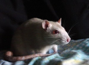 白いネズミは良いペットを作りますか？ 