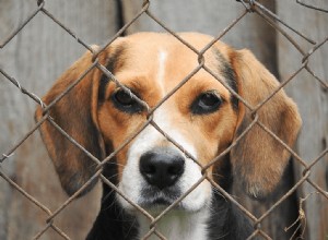 Devo colocar meu cachorro em um canil