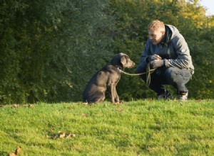 Os melhores cães para donos de cães de primeira viagem