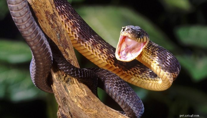 Faits amusants sur les serpents comme animaux de compagnie