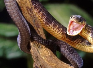 Curiosidades sobre cobras como animais de estimação