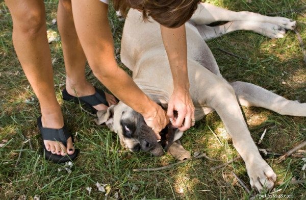 犬にハイムリック法を実行する方法–窒息から犬を救う