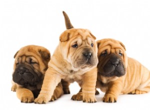 Destaque da raça:apaixonando-se por um Shar-Pei 