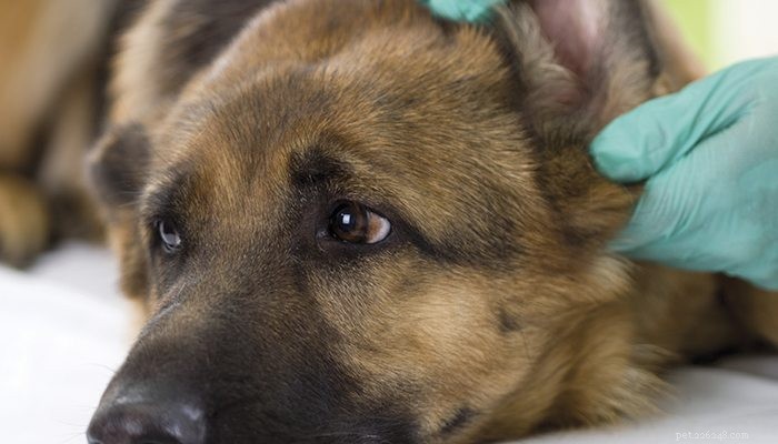 6 tecken på öroninfektion hos hund