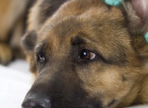 6 příznaků infekce psího ucha