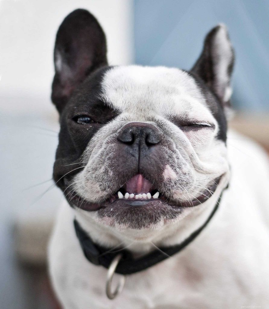 6 způsobů, jak vyléčit špatný psí dech