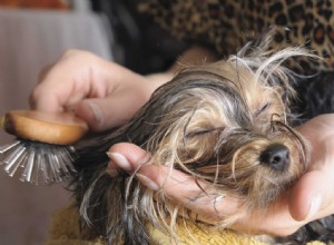 Prepare seu cachorro em casa sem fazer bagunça