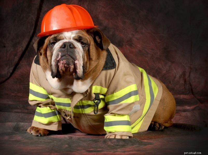 Dicas de segurança contra incêndio que todo dono de animal de estimação deve saber