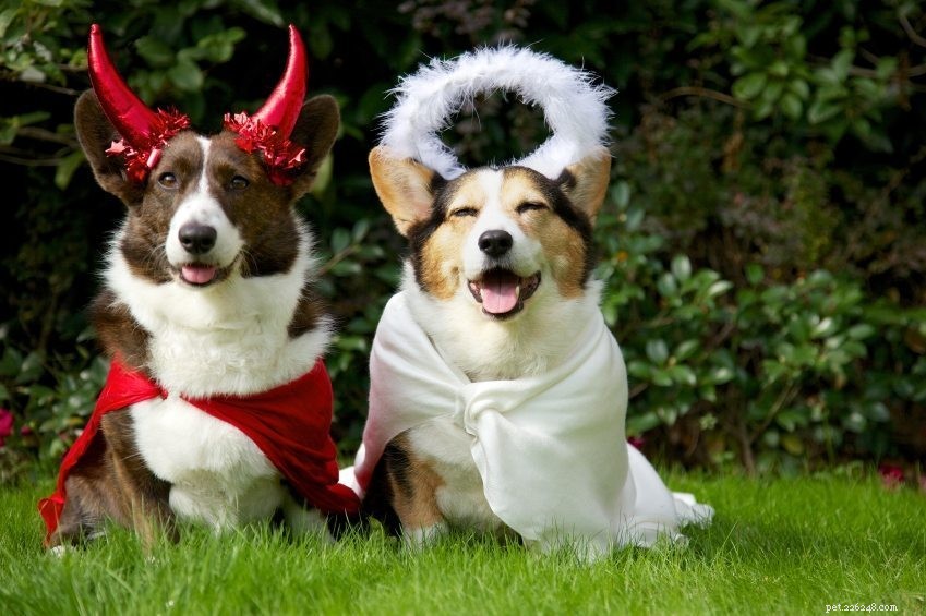 Veiligheidstips voor huisdieren voor Halloween