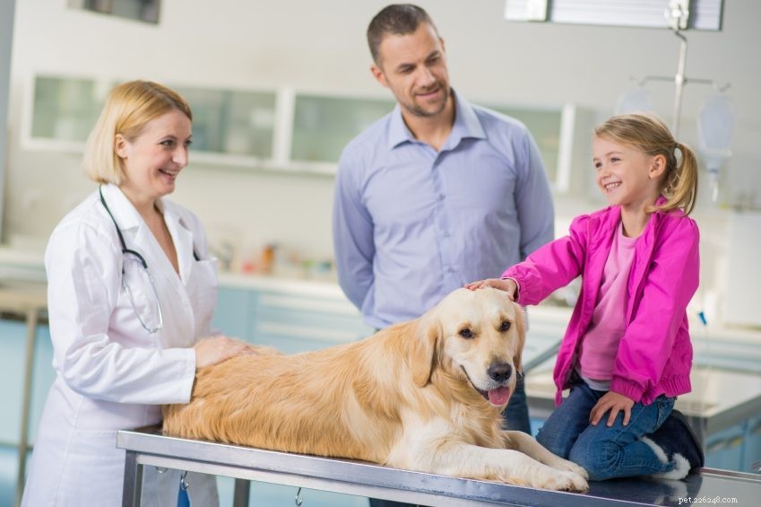 Cos è la leptospirosi e in che modo colpisce i cani?