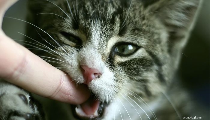 BEANTWOORD:Waarom bijt mijn kat me?