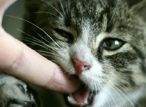 答え：なぜ私の猫は私を噛むのですか？ 