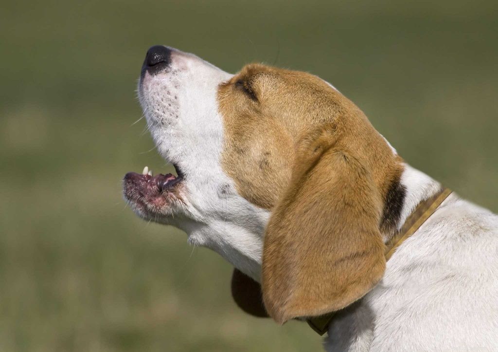 ノンストップで吠える犬に対処する5つの方法 