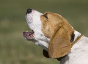 5 maneiras de lidar com um cachorro que late sem parar