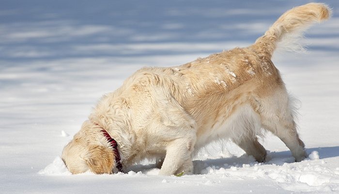 개를 위한 6가지 겨울 관리 요령