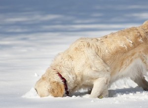 犬のための6つの冬のケアのヒント 