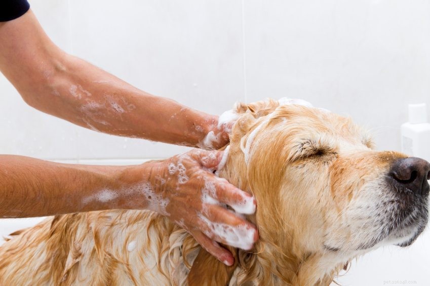 Rimuovere l odore senza rimuovere il cane