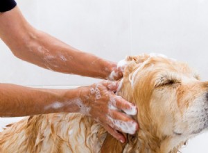 犬を外さずに匂いを取り除く 