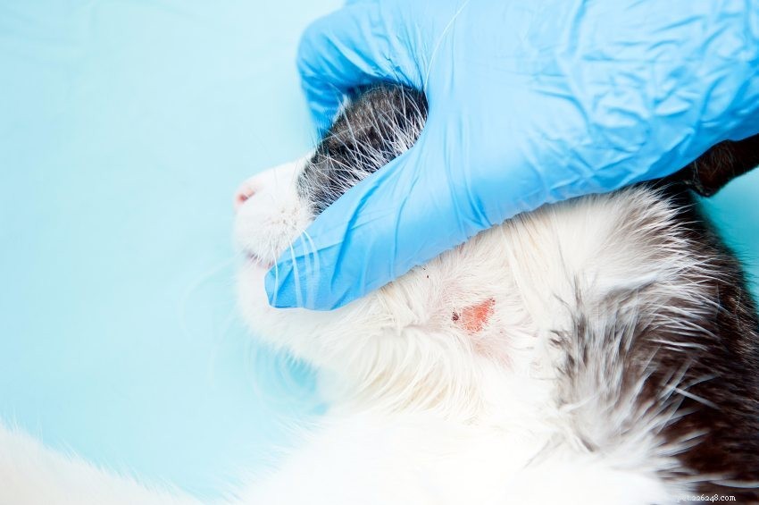 Ano, kočičí akné je skutečné:Zde je návod, jak se s ním vypořádat