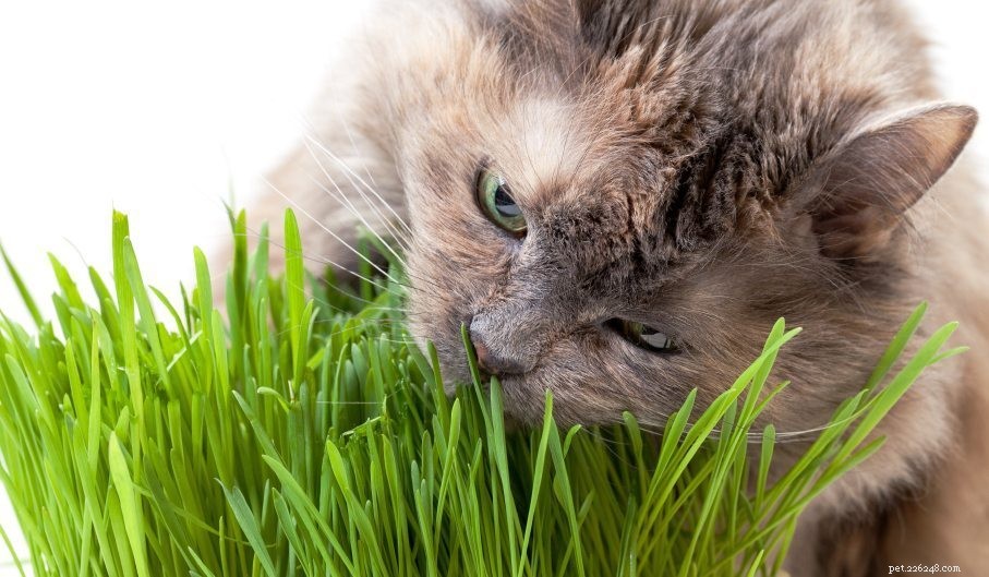 Perché i gatti mangiano l erba?