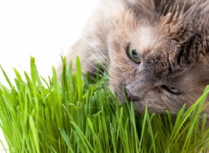 Pourquoi les chats mangent-ils de l herbe ?