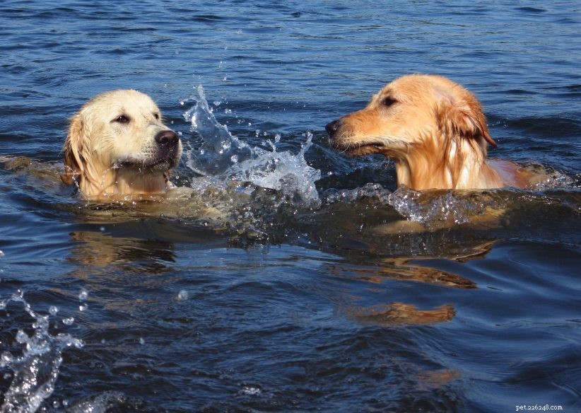 11 важных советов по безопасности на воде для владельцев собак