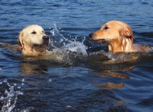 犬の飼い主のための11の知っておくべき水の安全のヒント 