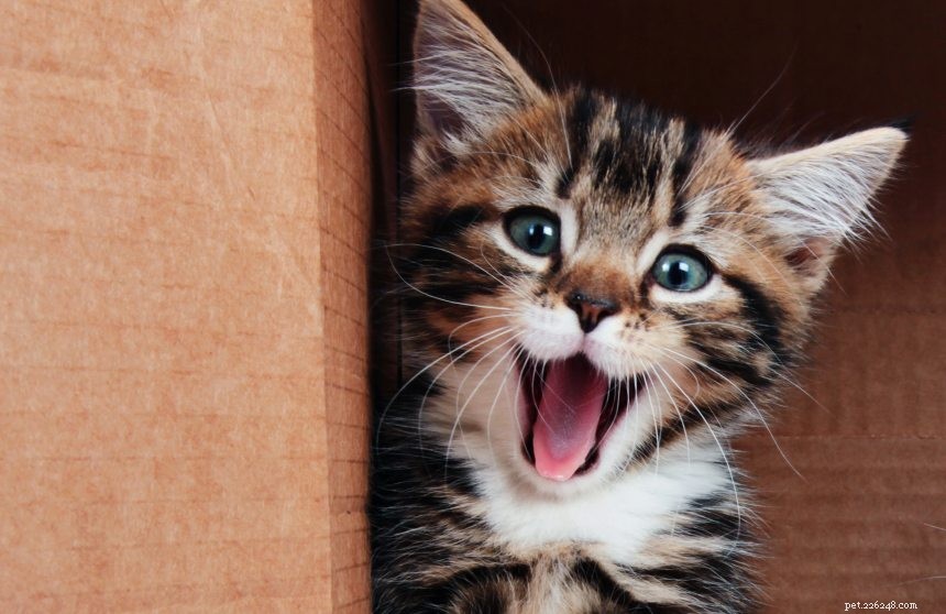 15 otázek, které musí všichni majitelé koček položit svému veterináři