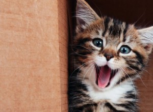 すべての猫の飼い主が獣医に尋ねる必要がある15の質問 