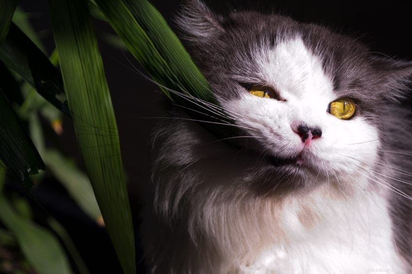 Co dělat, když vaše kočka sní jedovatou rostlinu