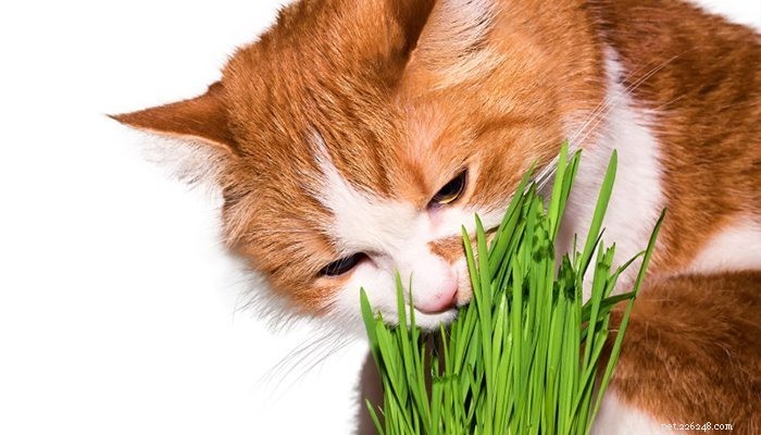 고양이에게 필요한 10가지 비타민 및 미네랄