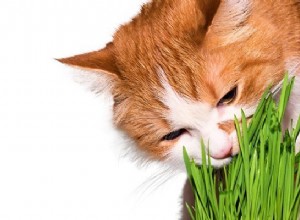 10 vitaminas e minerais que seu gato precisa