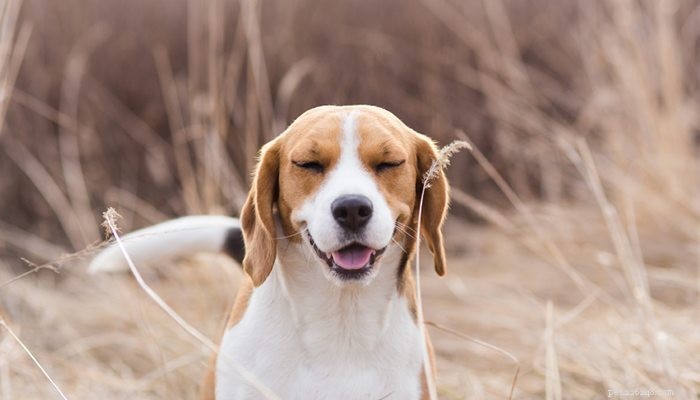 Três tratamentos poderosos para alergias de cães