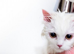 Lisez ceci avant de donner un bain à votre chat