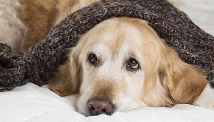 4 потенциально смертельных (но предотвратимых) заболевания собак