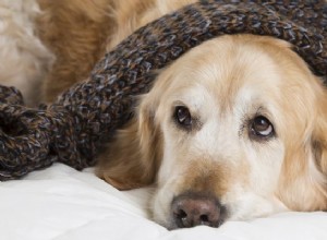 4 doenças caninas potencialmente mortais (mas evitáveis)