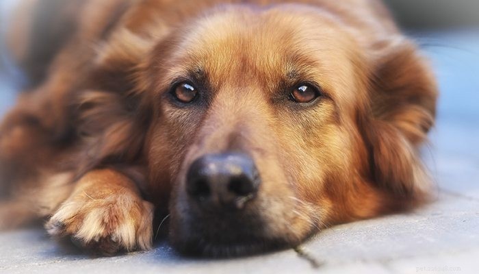 Помощь вашей недавно ослепшей собаке приспособиться