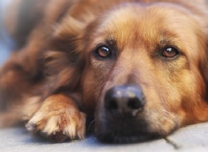 Ajudando seu cão recém-cego a se ajustar