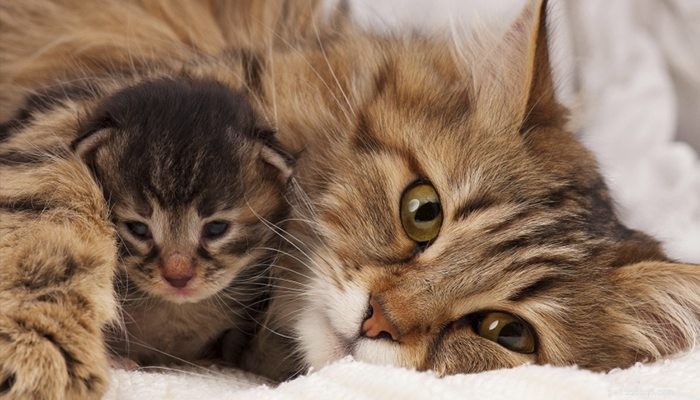 Vaše kočka je těhotná:Co teď?