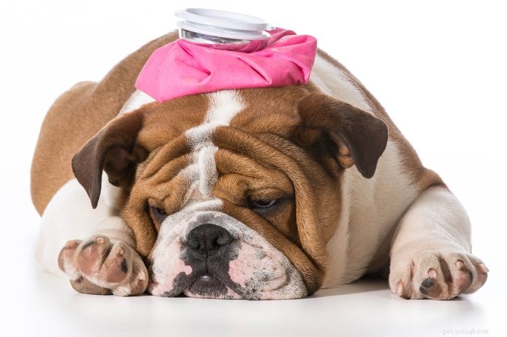 Risker med alkoholförgiftning:Berusade hundar är inget som skrattar