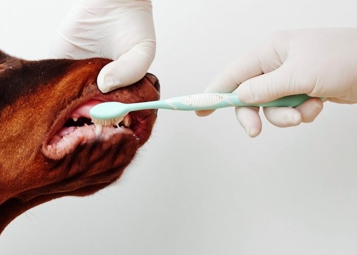 Fevereiro é o mês nacional da saúde bucal do animal de estimação