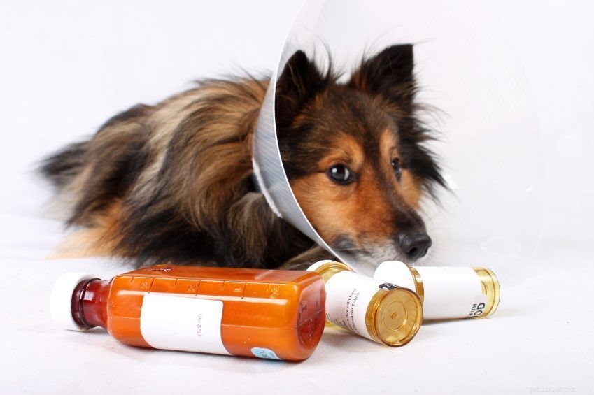 Zelfgemaakt hondenvoerrecept om honden met artritis te helpen