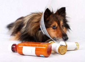 Recept na domácí krmivo pro psy, které pomůže psům s artritidou