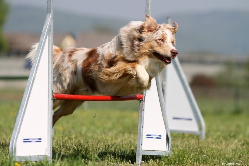 Le basi dell agilità canina