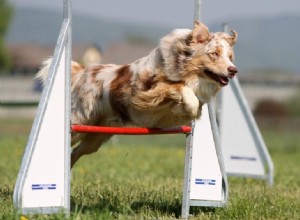 Základy agility psů