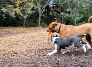 O que fazer e o que não fazer no parque de cães